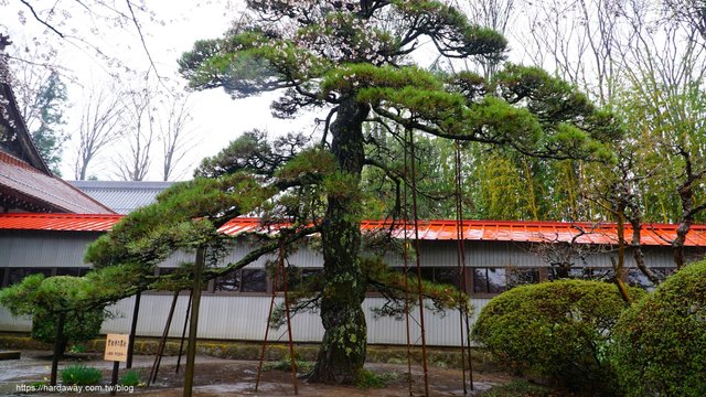 山梨縣北社市實相寺古松