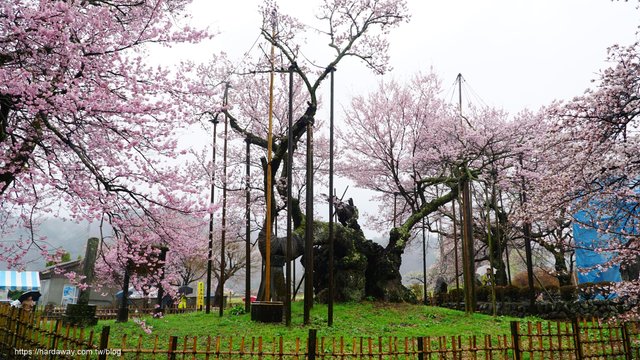 日本山梨縣北社市實相寺山高神代櫻