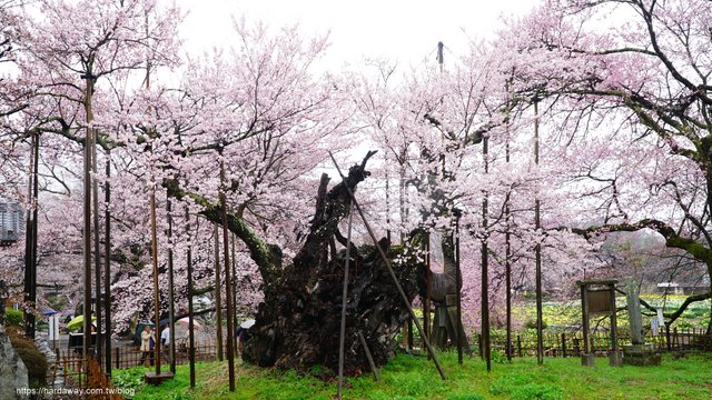 日本三大名櫻山高神代櫻