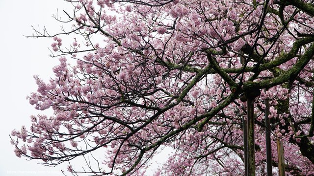 日本賞櫻必看山高神代櫻