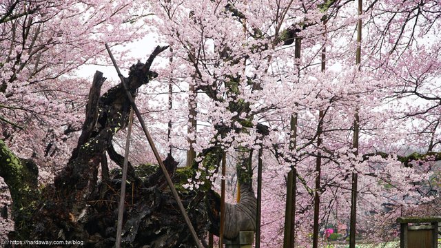 日本千年古櫻山高神代櫻