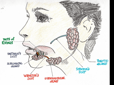 @齒顎矯正每日一說~~0211salivary glands