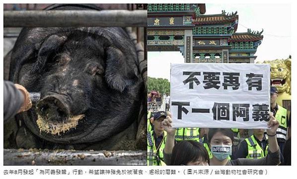 賽神豬文化/「賽神豬」背後涉及的他者痛苦與動物虐待問題，並以