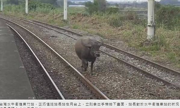 「水牛精神」水牛伯沒架子髒兮兮挖水溝 網友感動淚推/「雖敗猶