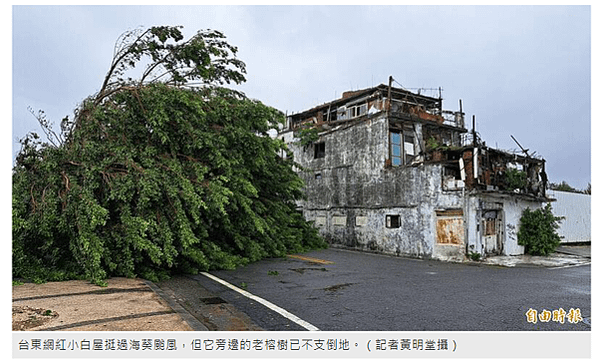 台東小白屋 (霍爾的移動城堡) 花了超過40年時間獨立建成-