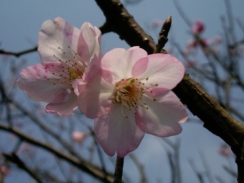 吉野櫻