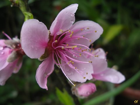 美麗的桃花