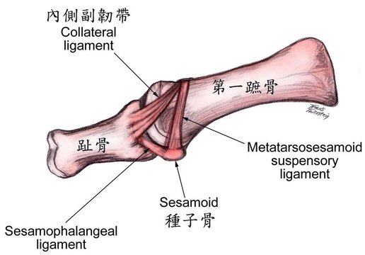 05 httpemedicine.medscape.com斜article斜1232902-overview#a11