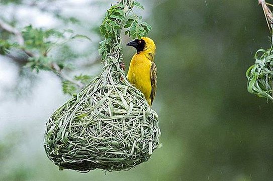 640px-Southern_Masked_Weaver.jpg