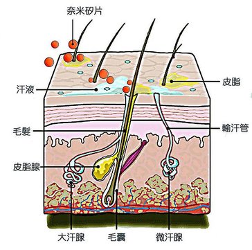 皮膚圖解