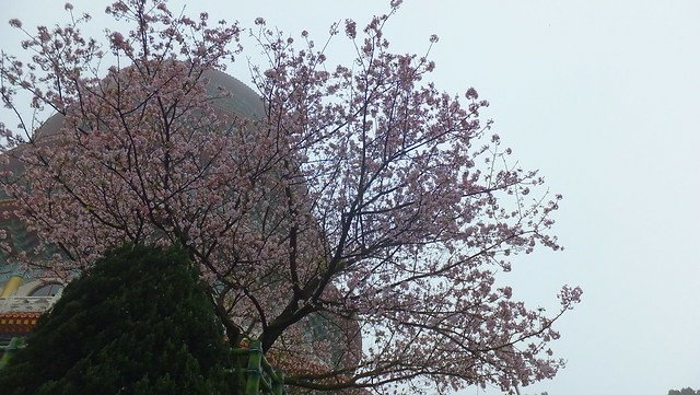 環保阿嬤天元宮巡禮賞花趣 075