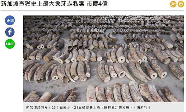走私象牙/象牙印章/「史垂格線」特徵/丁雲鵬《天咫偶聞》中國