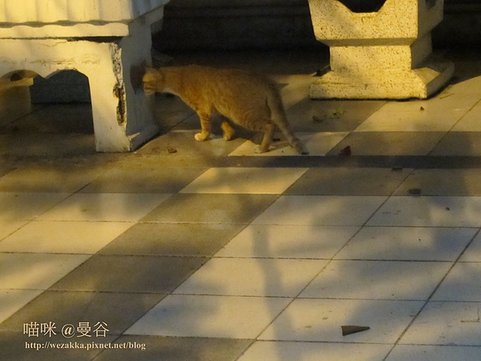 街頭上的喵.JPG