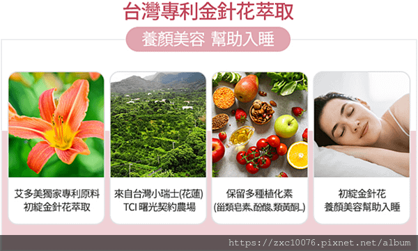 台灣金針花