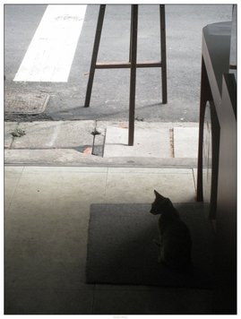 cat01.jpg