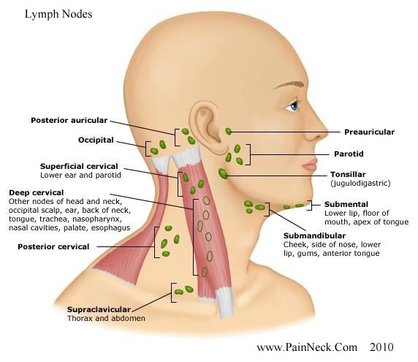 lymph-nodes.jpg