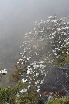 2019-05-03     排雲山莊   030.jpg