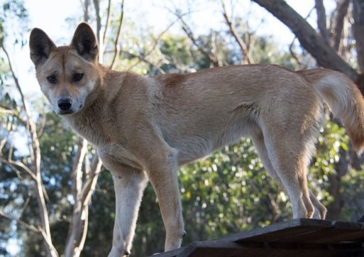 澳洲野犬和品種狗，不同的基因組，腸道菌