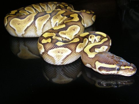 Lesser.jpg