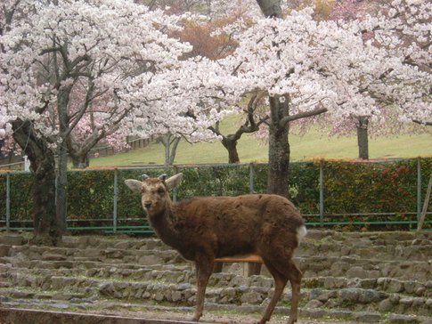 奈良若草山 (2).JPG