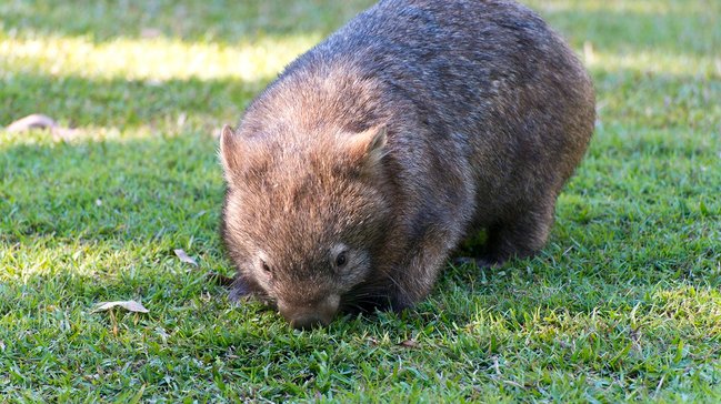 Wombat.jpg