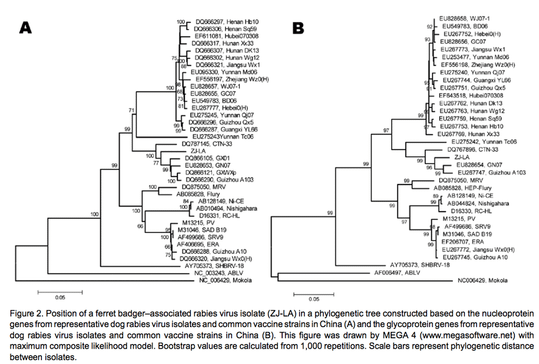 phylogenetic tree of  rabies virus in China