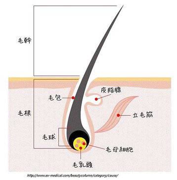 毛髮構造.jpg