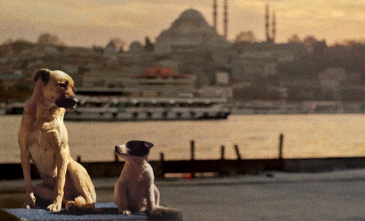 Stray | Official Movie Website | A Magnolia Pictures Film | Directed by  Elizabeth Lo | Own it on DVD or Digital HD.