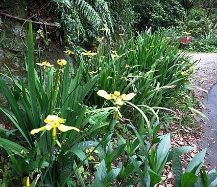 1030420鳶尾山步道_黃扇鳶尾.jpg