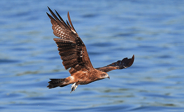 black-kites