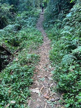 馬那邦山｜苗栗泰安｜小百岳#37｜樹叢迷路驚魂記
