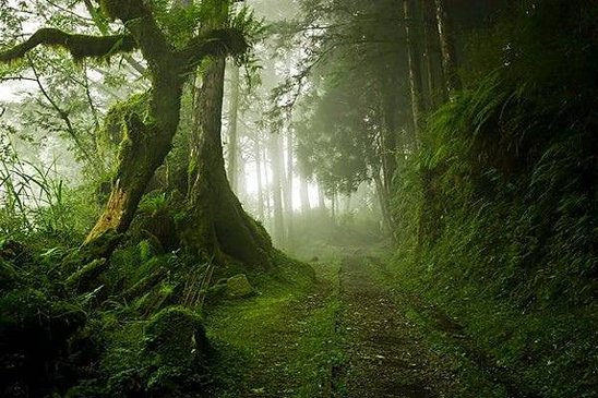 神秘森林17-625x416.jpg