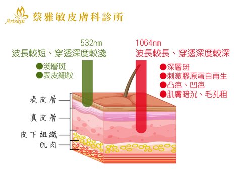 表皮層-真皮層-01.jpg