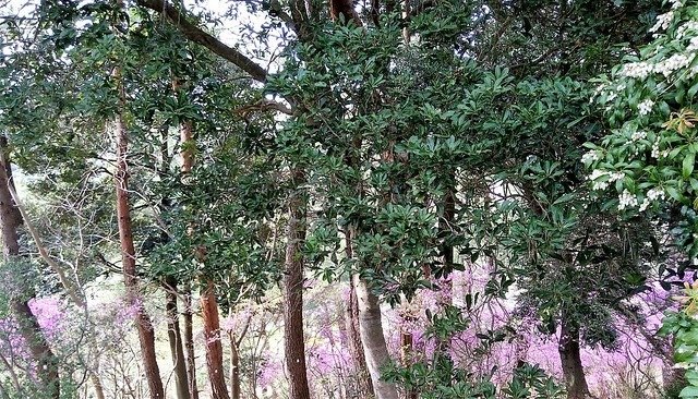 濱松花卉主題公園 (5)