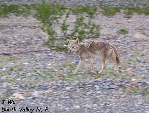 Death Valley NP (23).JPG