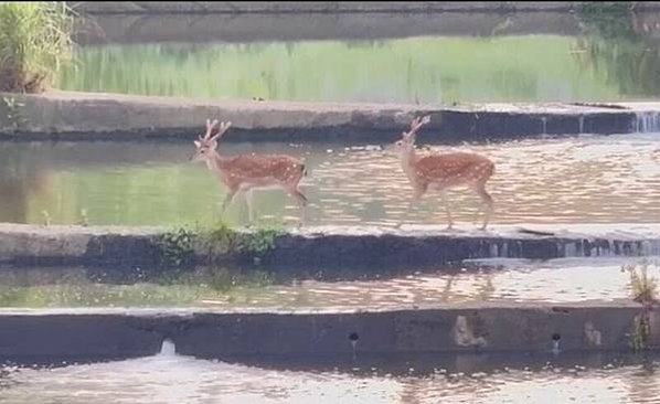 關西牛欄河兩側土地解騙都市計畫變更擬將行水區解編變更為其他使