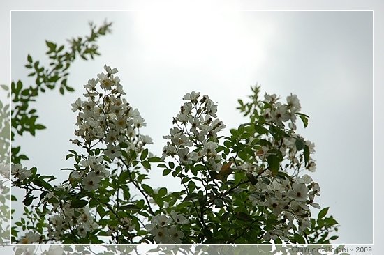 台北植物園。野薔薇06