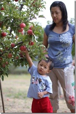 UpickApple 025
