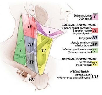 Neck-zones.jpg