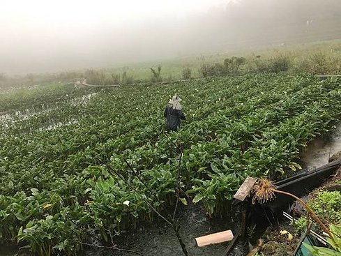 陽明山竹子湖-名廚餐廳 (111).jpg