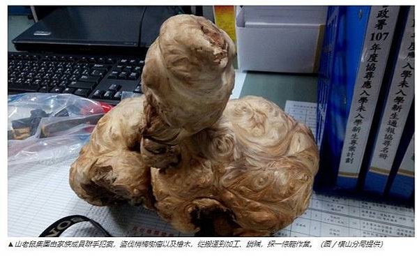山老鼠/山老鼠！法官罕見判罰1.53億元/影片中被伐倒的台灣