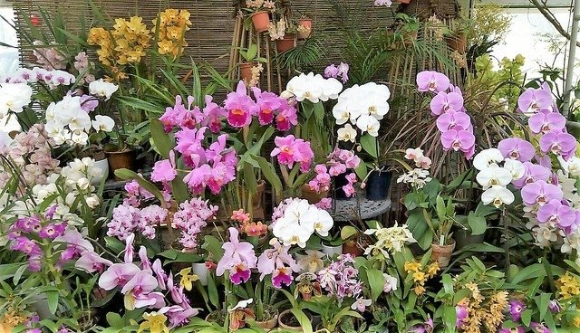 濱松花卉主題公園 (9)