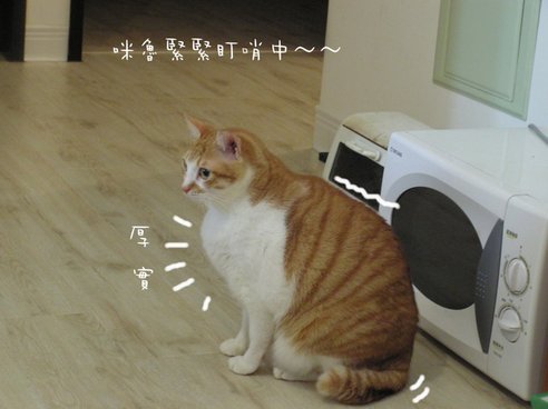 貓咪 (11).jpg