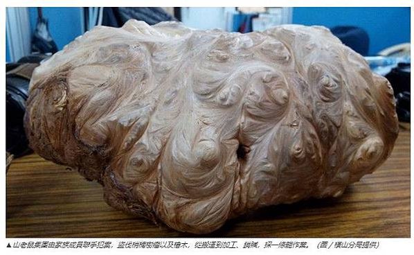 山老鼠/山老鼠！法官罕見判罰1.53億元/影片中被伐倒的台灣