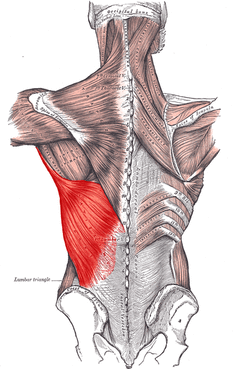 380px-Latissimus_dorsi