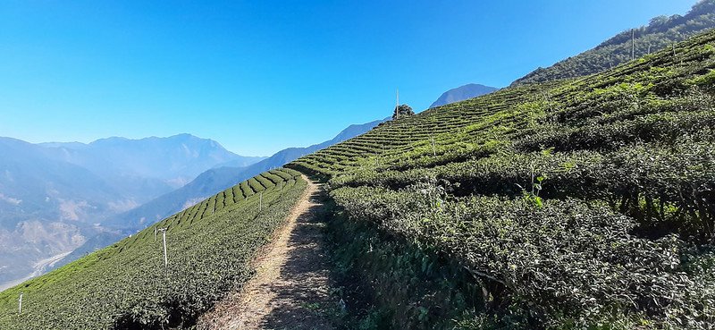 雙龍山山頂茶園