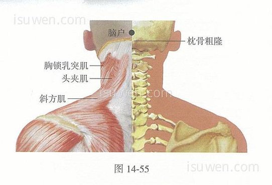 腦戶穴.jpg