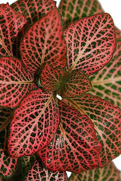 Red Veined Nerve Plant (Fittonia Albivenis Red).jpg