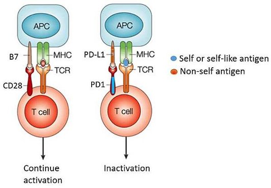 PD1-PD-L1