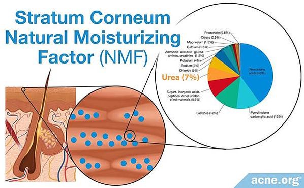 02-natural-moisturizing-factor-nmf-located-in-stratum-corneum.jpg.15a97ba86c156b98cbf0a55e80365f22